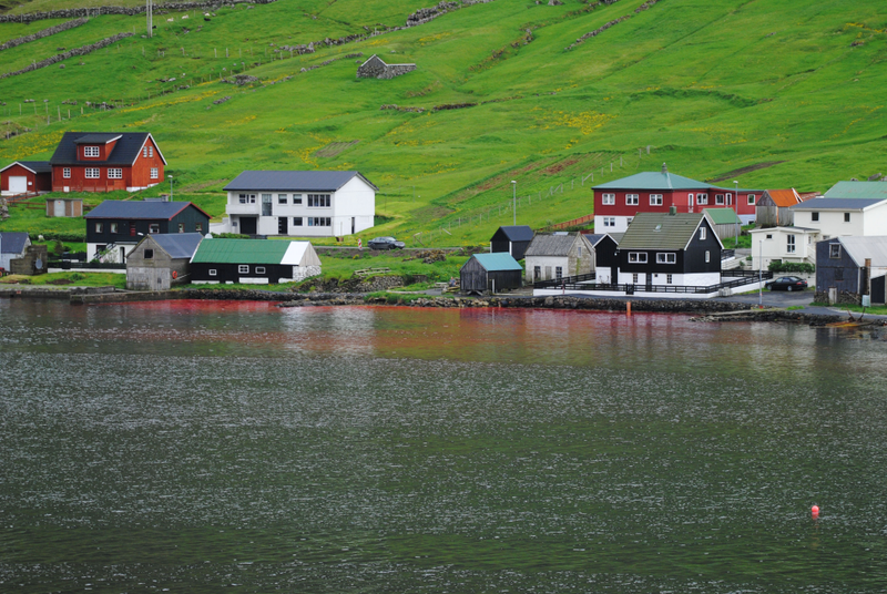 Bloody waters at Hvannasund, in the Faroe Islands, after a whale hunt in June 2015. Photo credit: Nils Greskewitz / Sea Shepherd Global
